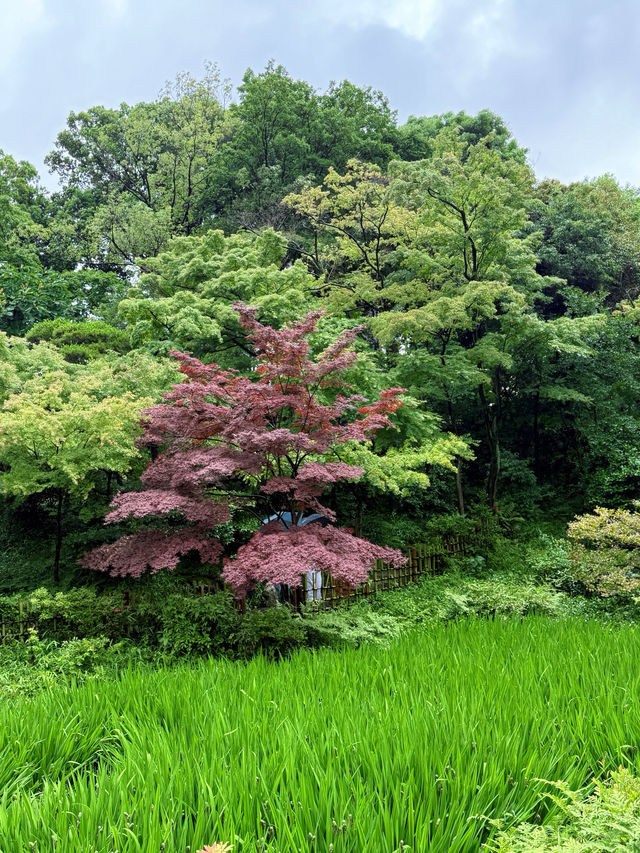 根津美術館日式庭院:在都市秘境中尋訪侘寂之美 根津美術館日式庭院:在都市秘境中尋訪侘寂之美