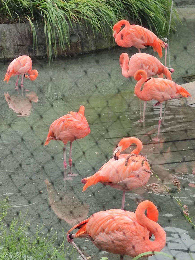 名古屋親子活動最佳場所#名古屋東山動植物園-日本愛知縣名古屋市