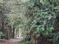 Arboretum Kalmthout