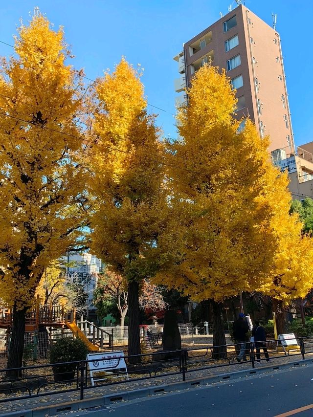 Crimson and Golden Serenity at Sensō-ji