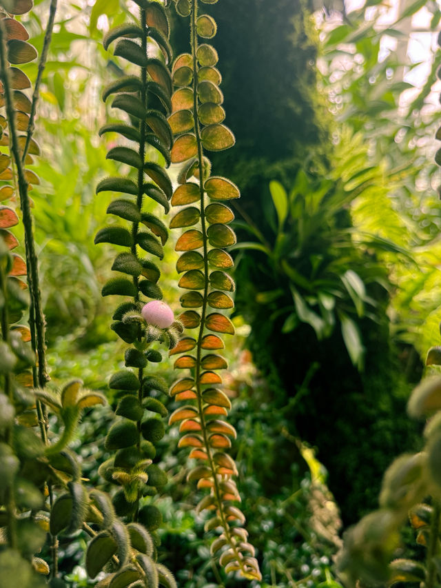 新加坡 4日3晚 游 新加坡 4日3晚 游