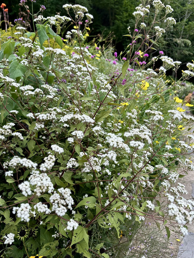 Kobe herb garden