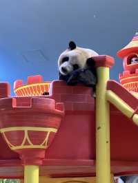 熊貓明星💕妹豬打卡必去🐼  樹熊🐨 近距離接觸長頸鹿🦒