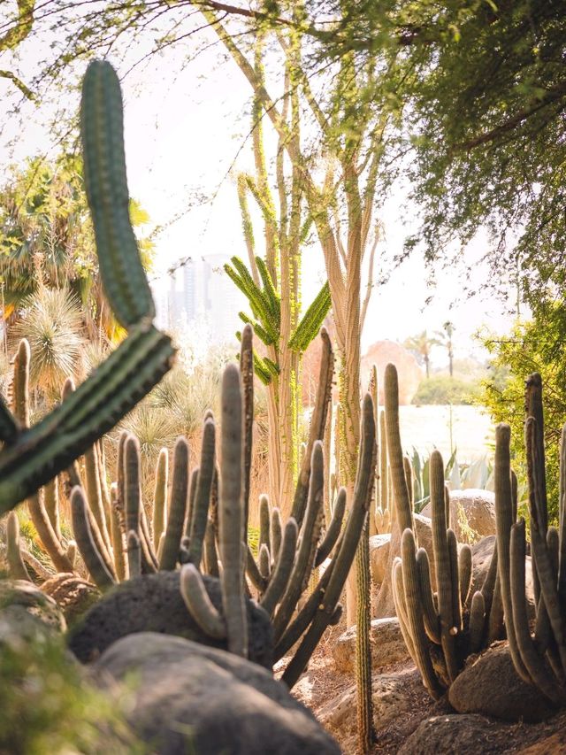 🪨 Quiet Corners & Wild Views: The Rock Garden, Tel Aviv