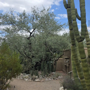 Tucson Botanical Gardens Tucson Botanical Gardens