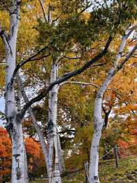 나카지마공원의 아침