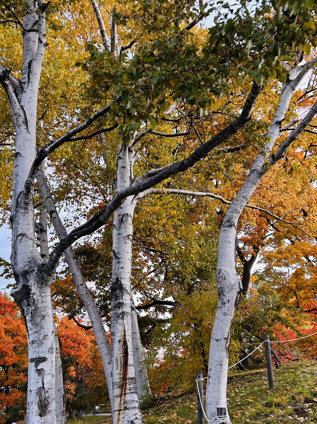 나카지마공원의 아침