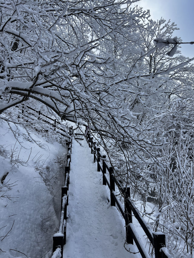 🇰🇷3도의 경계에 위치한 겨울 명산 민주지산 트래킹 코스 🇰🇷3도의 경계에 위치한 겨울 명산 민주지산 트래킹 코스