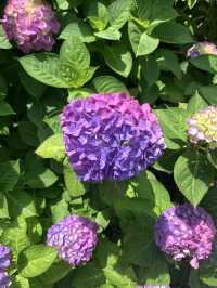 Blue Bridge Magic🌊