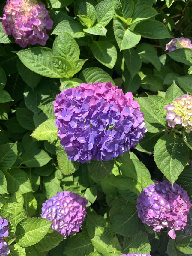 Blue Bridge Magic🌊 Blue Bridge Magic🌊