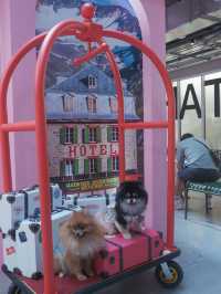 南豐紗廠沉浸式美學展覽🎨