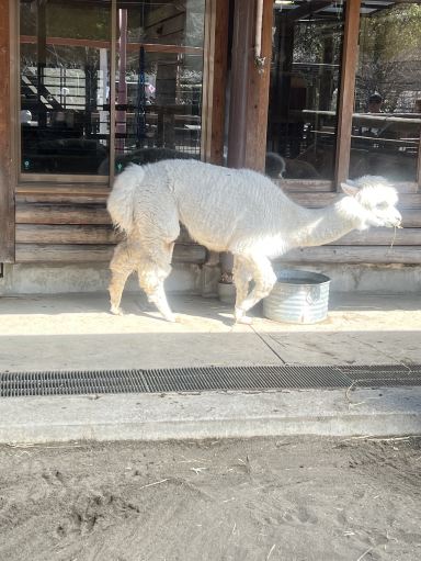 Ichikawa City Zoo and Botanica | Trip.com Ichikawa