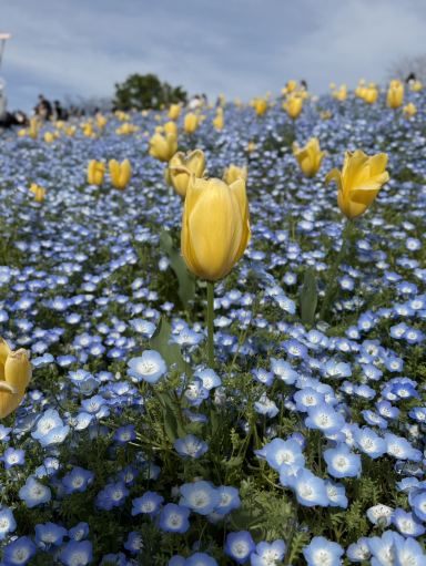 Osaka] The Nemophila are in full bloom right now. | Trip.com Osaka