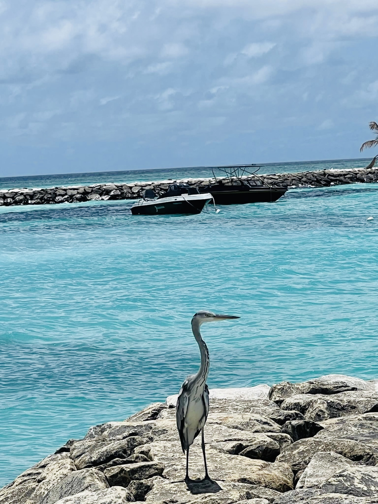 🏝️💙 Fulidhoo Island – The Maldives Beyond Luxury Resorts 💙🏝️