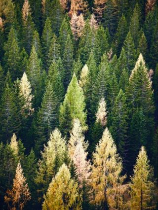 洛波瓦茲山和懸崖苔蘚海岸草甸：通往亞熱帶的300步輕鬆旅行指南 #Faja