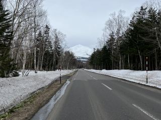 Pure White Biei: A Stroll Through the White Birch Forest Promenade.