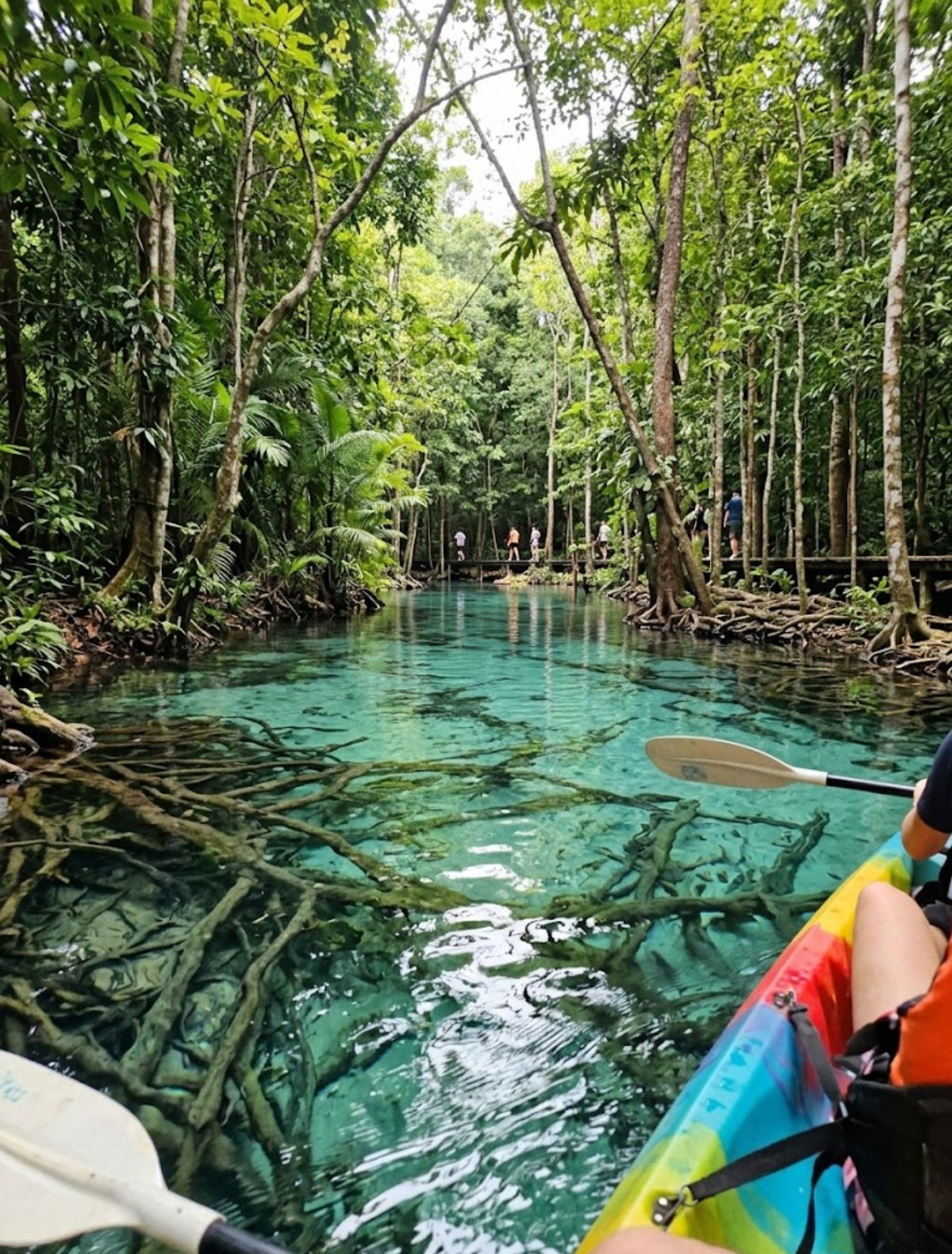 คลองน้ำใส (Clear Water Canal) สวรรค์น้ำใสราวกระจกกลางป่าพรุมโนราห์ จังหวัดกระบี่ 🛶✨