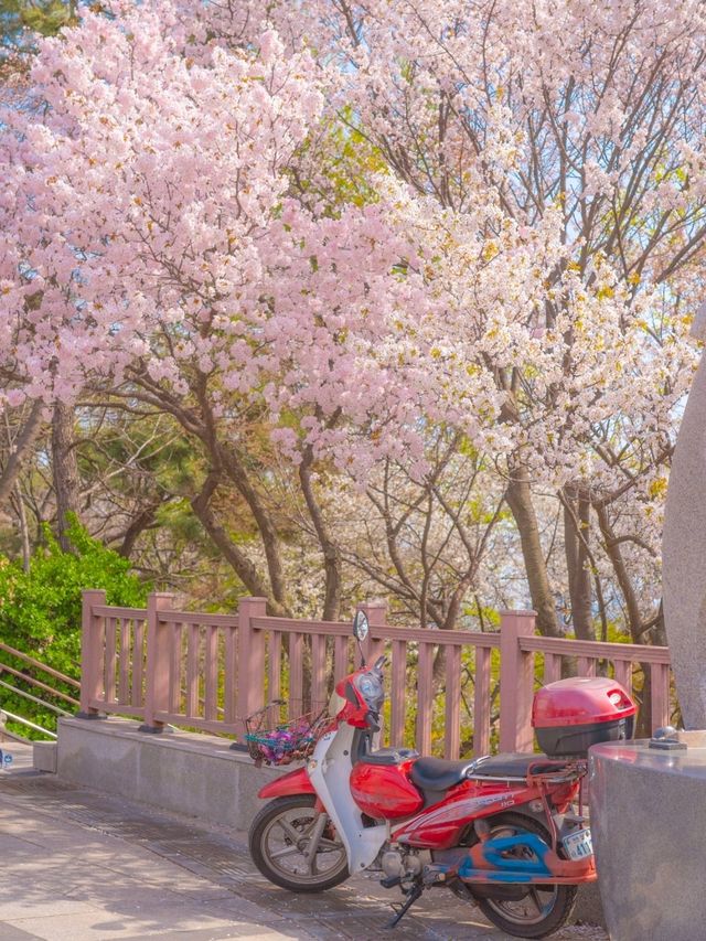 봄이오면 벚꽃나무로 아름다운 이곳"자유공원"