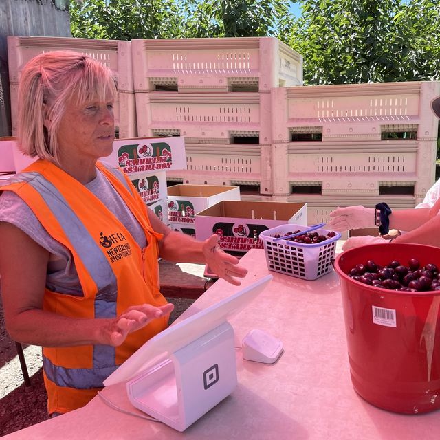 🇺🇸체리따러 함께 가요 “Stutzman Ranch”