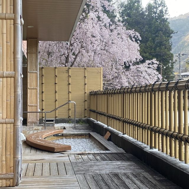 Springtime Blossoms in Japan 🌸🌸
