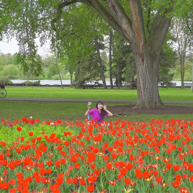 🇨🇦캐나다 오타와 튤립축제🌷