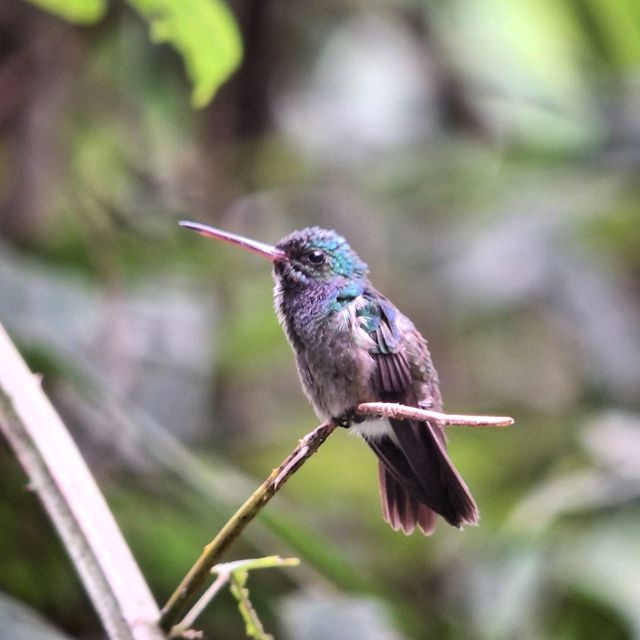 Manuel Antonio national park 