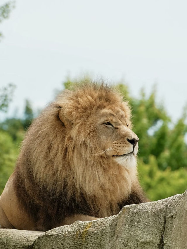 異國生靈的奇幻邂逅——法國博瓦勒動物園漫遊記