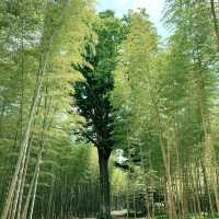 The four seasons bamboo farm