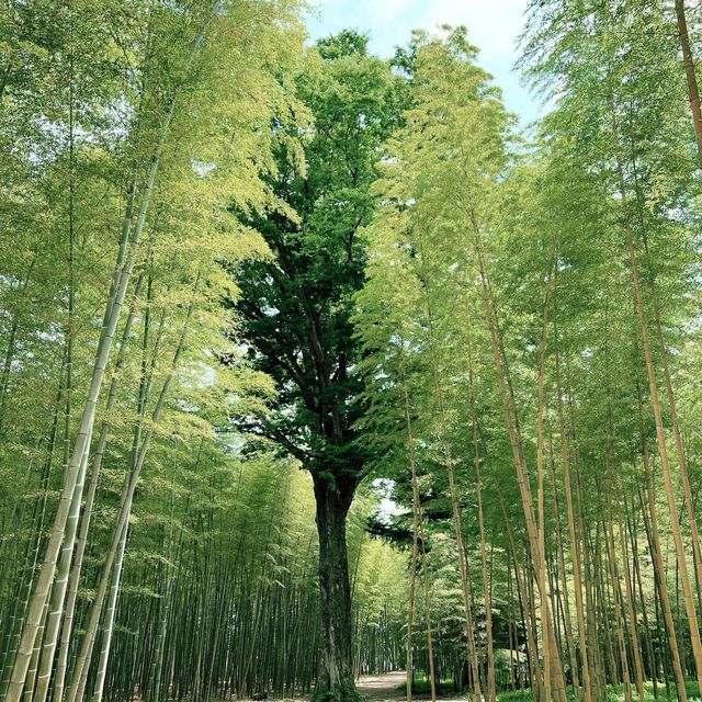 The four seasons bamboo farm