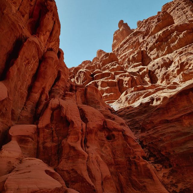 تبوك الورد