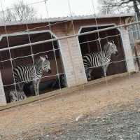 Noah's Ark Zoo Farm 🐘