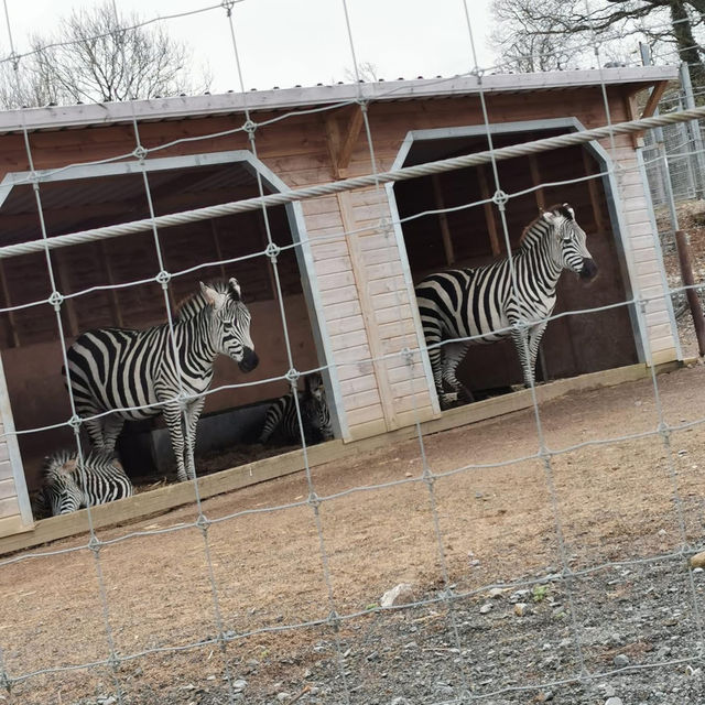 Noah's Ark Zoo Farm 🐘