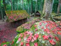 Phu Hin Rong Kla National Park of Thailand 🇹🇭 