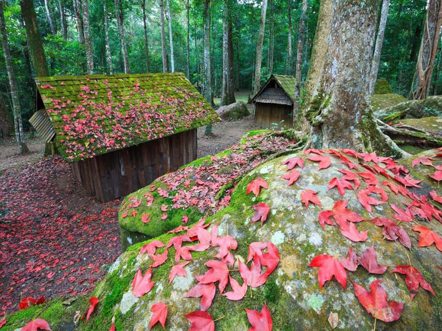 Phu Hin Rong Kla National Park of Thailand 🇹🇭 
