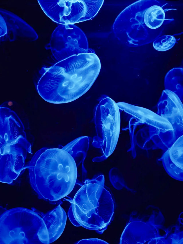 🇯🇵沖繩｜亞洲最大海水水族館看鯨鯊
