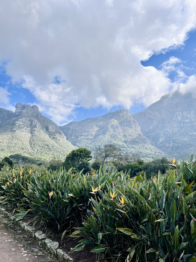 Kirstenbosch Gardens – Nature’s Masterpiece at Table Mountain’s Base 🌷