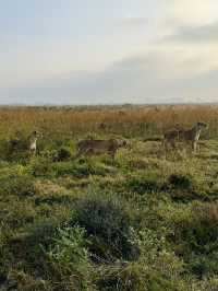 Nairobi National Park – Wildlife on the City’s Edge 🦏