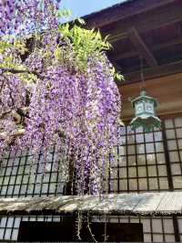 Springtime at Kasuga Taisha (Nara)