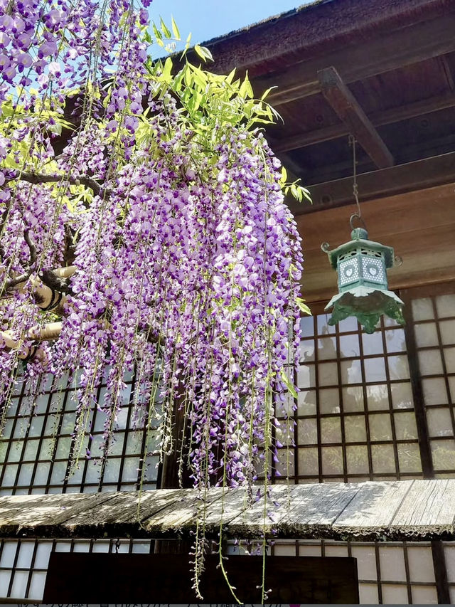 Springtime at Kasuga Taisha (Nara)