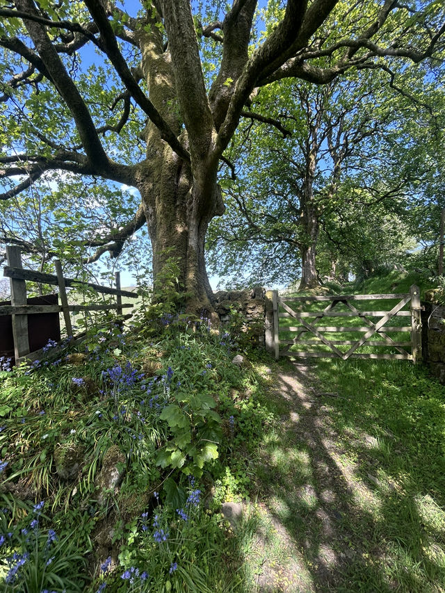 Bowland in the spring 