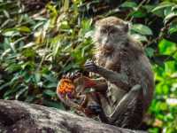 Wild Borneo Awaits: Exploring Bako National Park, Malaysia