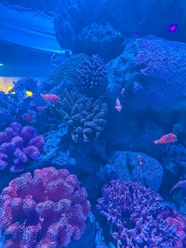 SEA LIFE Wonders🐟