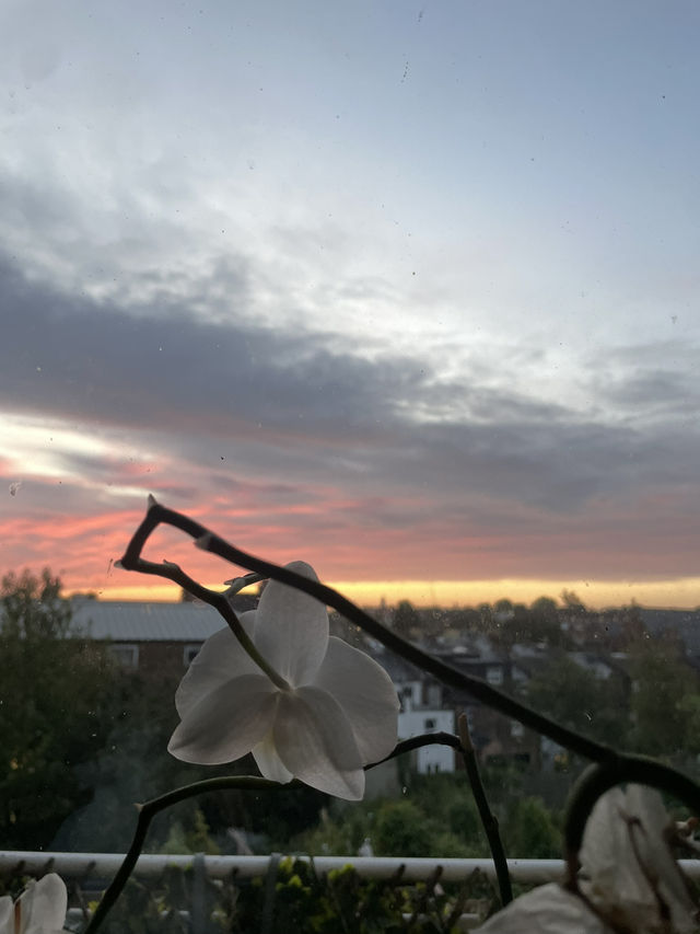 hatfield 