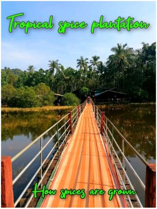 Tropical Spice Plantation: Where Flavor Grows 🌿