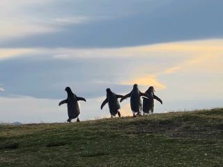 🐧 Penguin Moments Near Puerto Almanza | Too Cute to Miss 💙