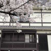 京都祇園 | 八阪神社 | 円山公園 超全賞櫻攻略🌸🌸