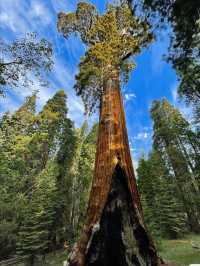 In the world, the rare plant landscape of towering and spectacular redwood forests.