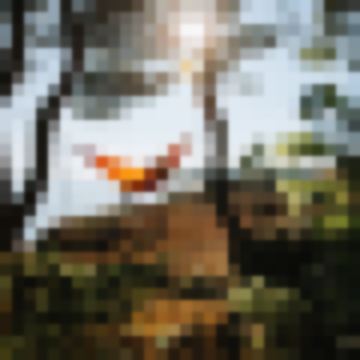 GlobetrotteurCurieux.ME