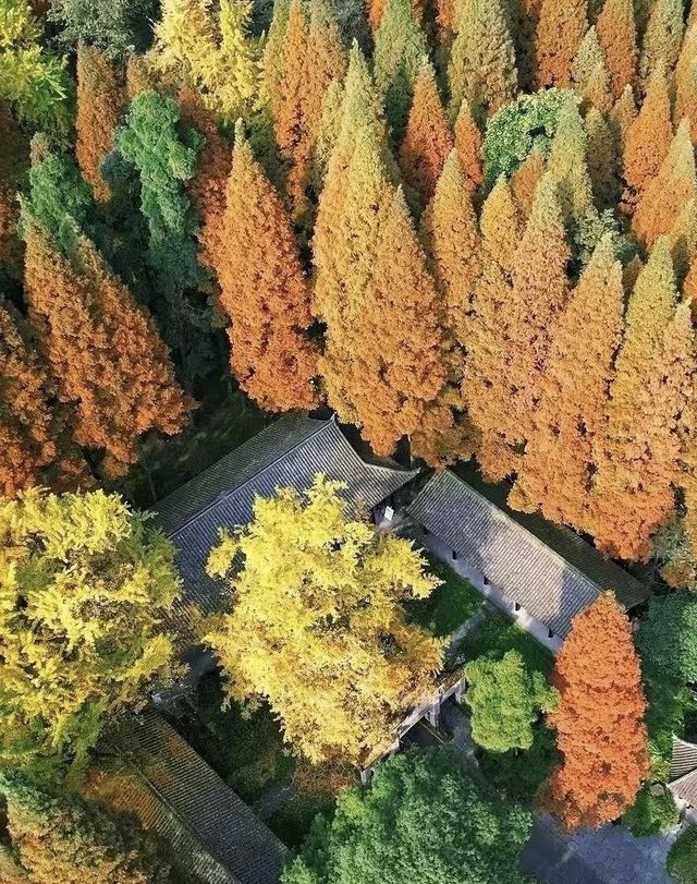 銀杏黃了｜成都周邊絕美賞景地