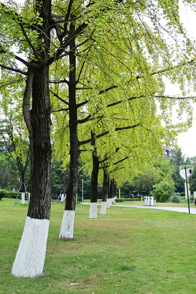 城市好去處——成華公園